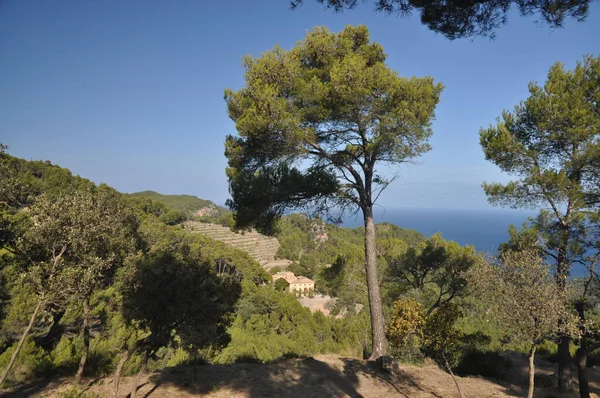 Árbol Banyalbufar Mallorca — Foto de Stock