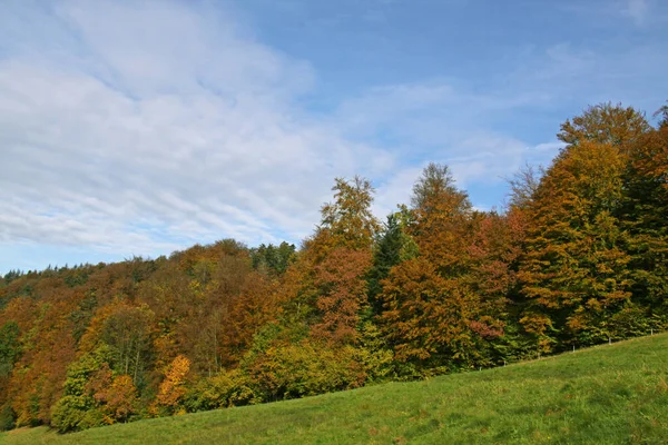 Krásné Barevné Podzimní Listí — Stock fotografie