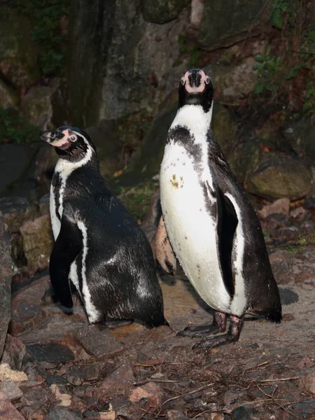 Humboldt企鹅动物 — 图库照片