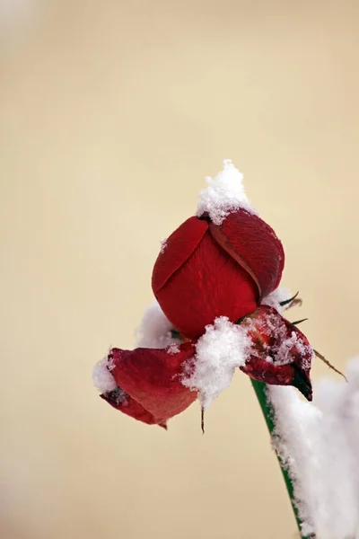 Роза Снегу — стоковое фото
