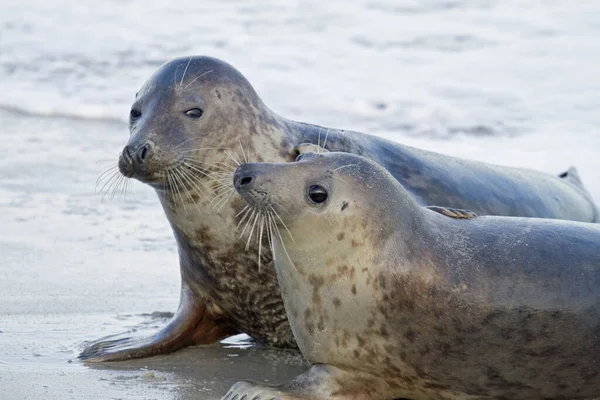 Seals Animals Marine Mammal — Stock Photo, Image