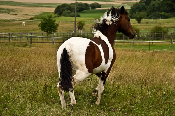 Paardenhengst Wild Dier Natuur — Stockfoto