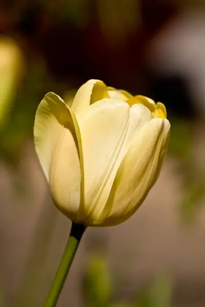 Vista Panorámica Hermosas Flores Tulipán —  Fotos de Stock