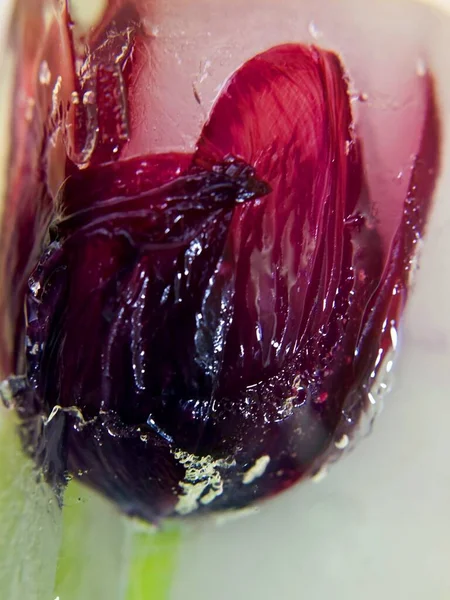 Tulipa Violeta Atrás Gelo — Fotografia de Stock