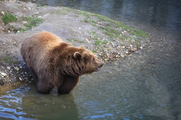 Niedźwiedź Kodiak Zbliżeniu — Zdjęcie stockowe