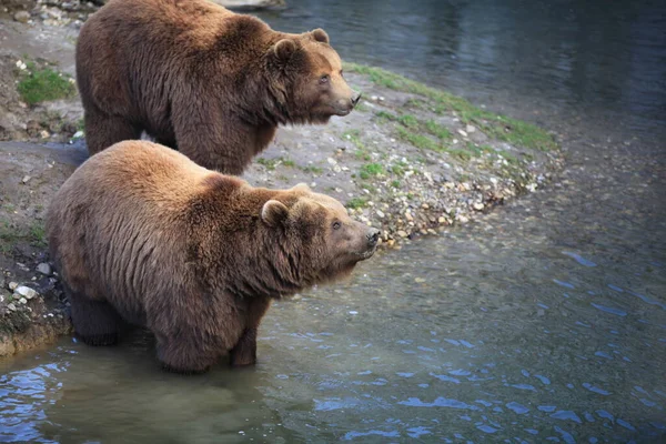 Urso Kodiak Close — Fotografia de Stock