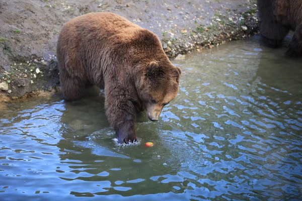 Kodiak Bear Close — Stock Photo, Image