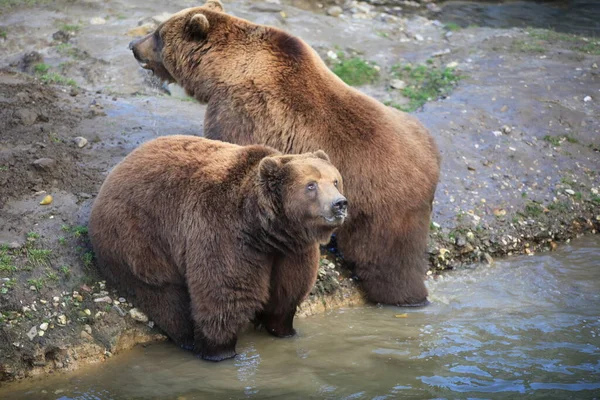 Niedźwiedź Kodiak Zbliżeniu — Zdjęcie stockowe