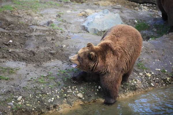 Kodiak Αρκούδα Κοντινό Πλάνο — Φωτογραφία Αρχείου