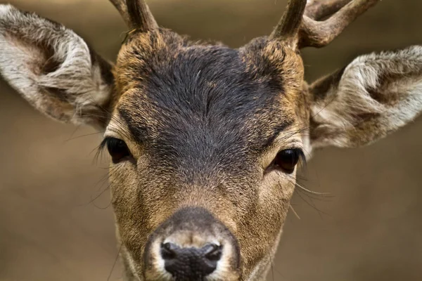 Herten Bos Dier Natuur Fauna — Stockfoto