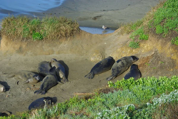 Seelöwen Und Möwen Pazifikküste Kalifornien — Stockfoto
