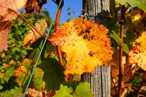 Red Yellow Grape Leaf Autumn — Stock Photo, Image