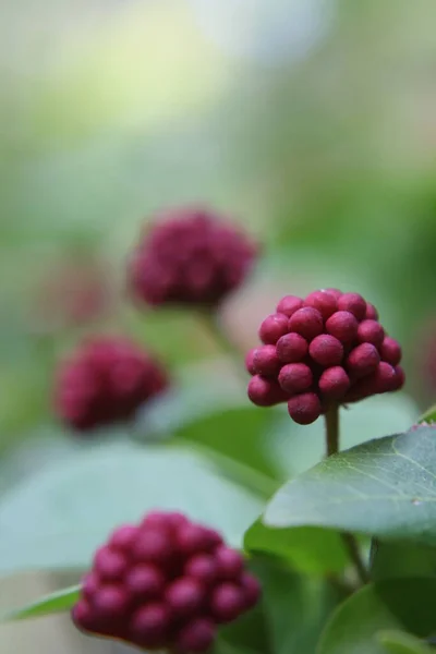 Blommor Knoppar Pulver Tofs Buske — Stockfoto