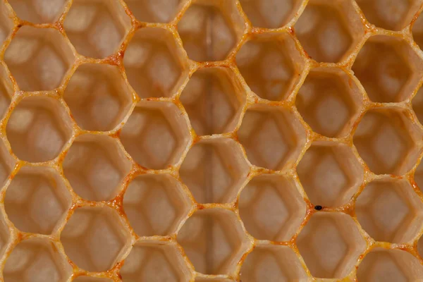 Honeycomb Honeycomb Close Royalty Free Stock Photos