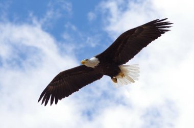 scenic view of White-headed Eagle at wild nature clipart