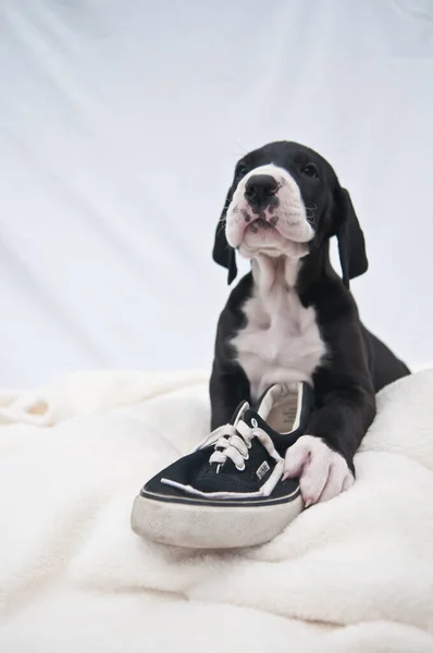 Puppy Sitting Paw Shoe — Stock Photo, Image