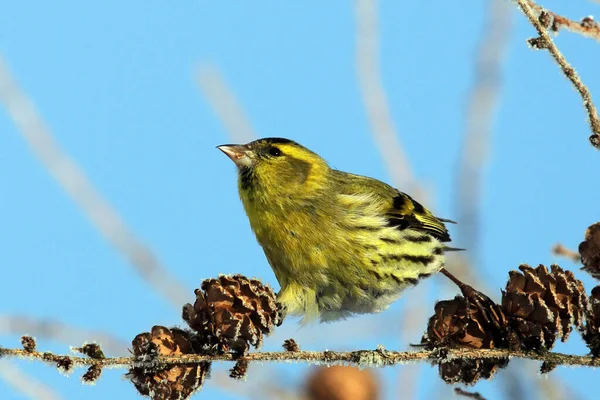 Aussichtsreiche Aussicht Auf Schöne Vögel Der Natur — Stockfoto