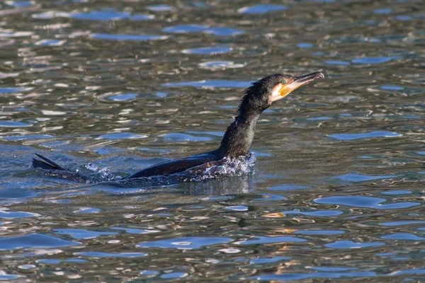 Vacker Utsikt Över Vackra Skarv Fågel Naturen — Stockfoto