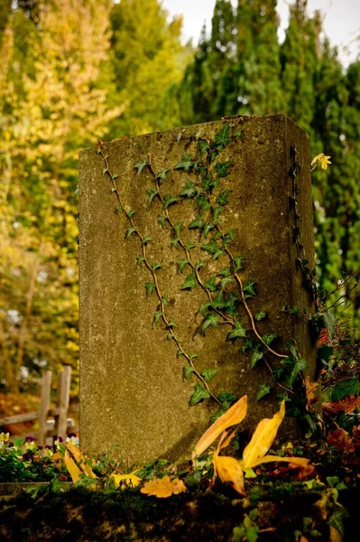 Vackra Färgglada Höst Lövverk — Stockfoto