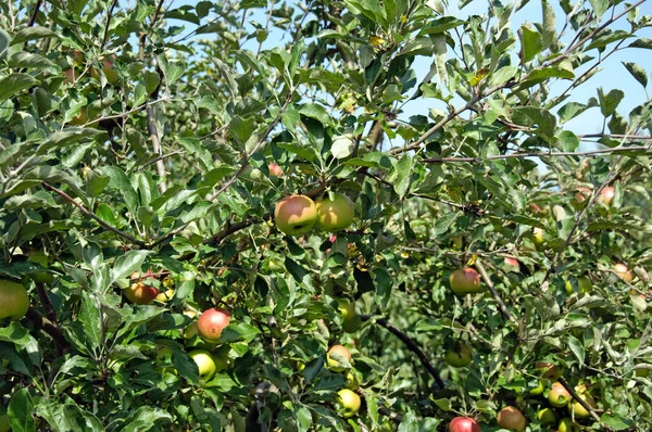 Foto Manzanas Árbol Huerto — Foto de Stock