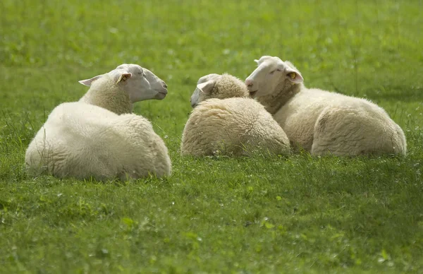 Als Landbouwhuisdier Gehouden Schapen Grasland — Stockfoto