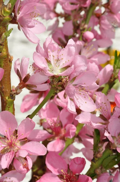 Blommor Prydnadskörsbär — Stockfoto
