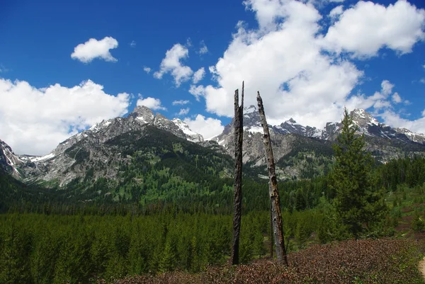 Arbres Secs Forêt Grand Tetons Wyoming — Photo