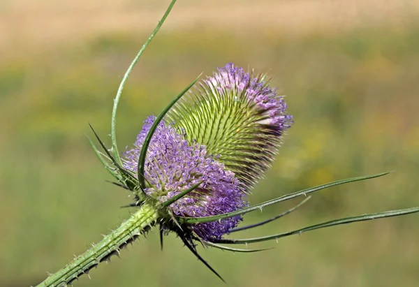 Tistel Blomma Fältet — Stockfoto