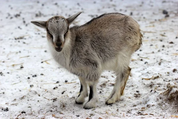 Dwarf Goat Child Winter Animal Park Sababurg — Stock Photo, Image