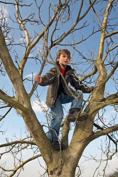 Αγόρι Σκαρφαλώνει Ένα Δέντρο — Φωτογραφία Αρχείου