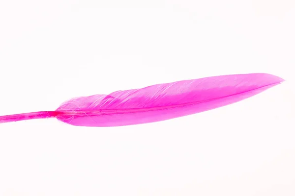 白色背景的粉红羽毛 — 图库照片