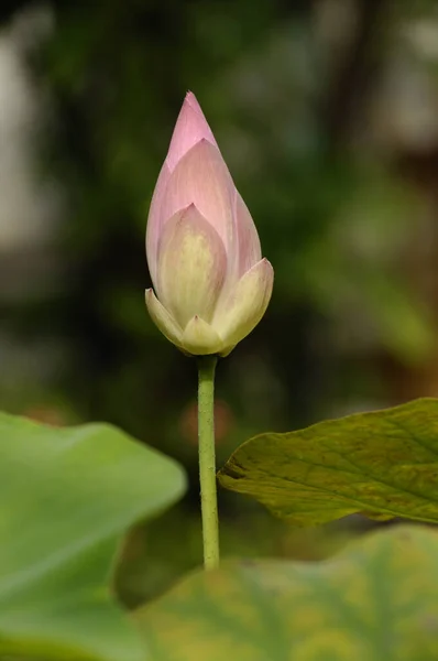 Lotus Bud Cambodge Phnom Penh — Photo