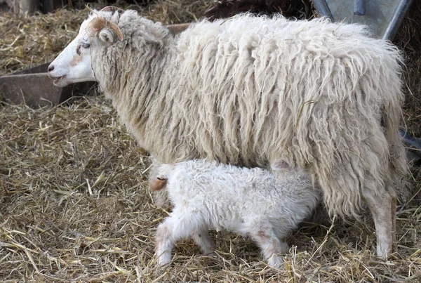 Skudden Sheep Lamb — Stock Photo, Image