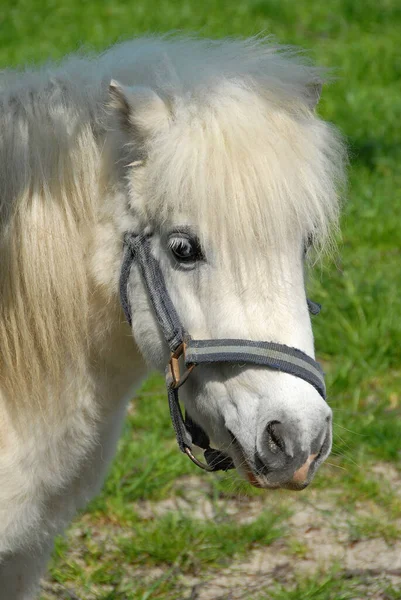 Pferd Tier Herde Weidetier Naturfauna — Stockfoto