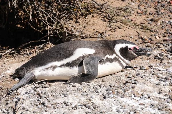 Gentoo Penguin Zoo — стоковое фото