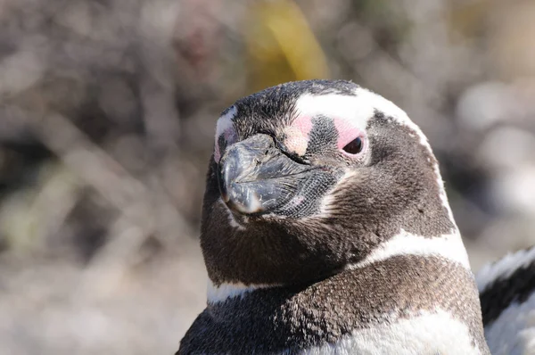 Fechar Pinguim Selo — Fotografia de Stock