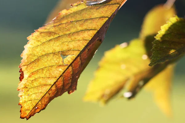 Hojas Otoño Árbol —  Fotos de Stock