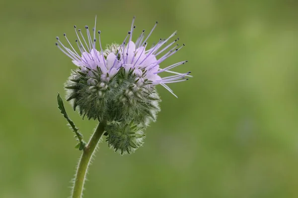 close up of a thistle in the field