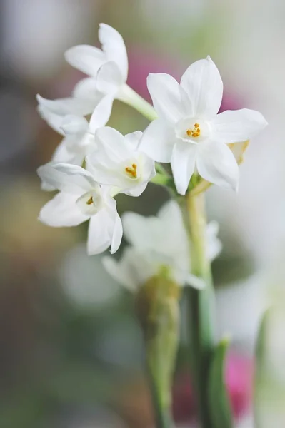 Flores Blancas Una Flor Jardín —  Fotos de Stock