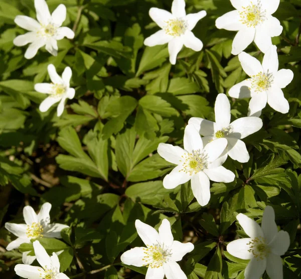 Vit Blåklint Blommar Våren — Stockfoto