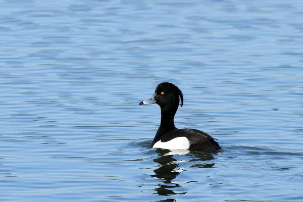 Stockente Auf Dem See — Stockfoto