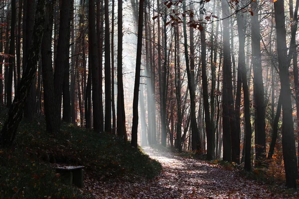 Foresta Turingia Autunno — Foto Stock