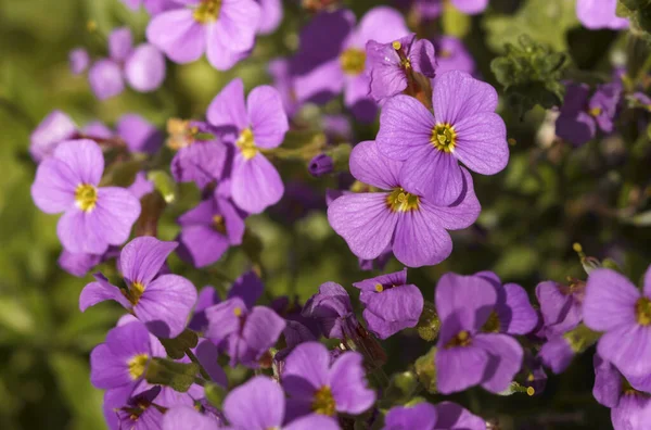 Detail Some Violet Colored Flowers Blurry Green Back — Stock Photo, Image