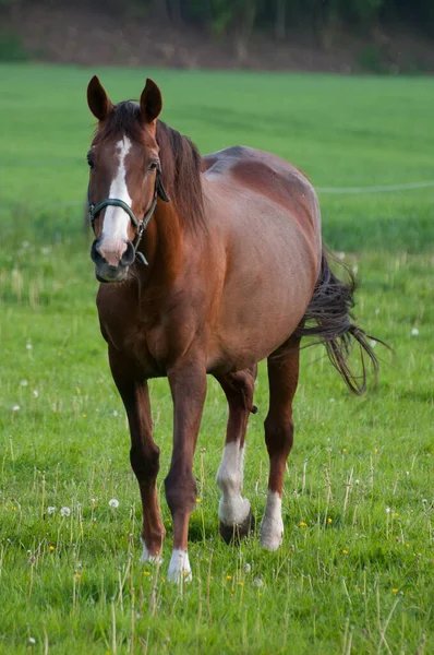 Chevaux Extérieur Jour — Photo