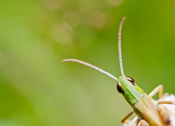 Close Macro View Van Sprinkhaan Insect — Stockfoto