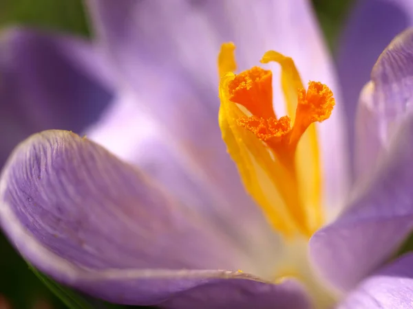 Лепестки Крокуса Весенняя Флора — стоковое фото
