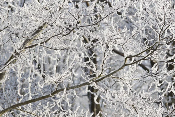 Ijsbomen Takken — Stockfoto