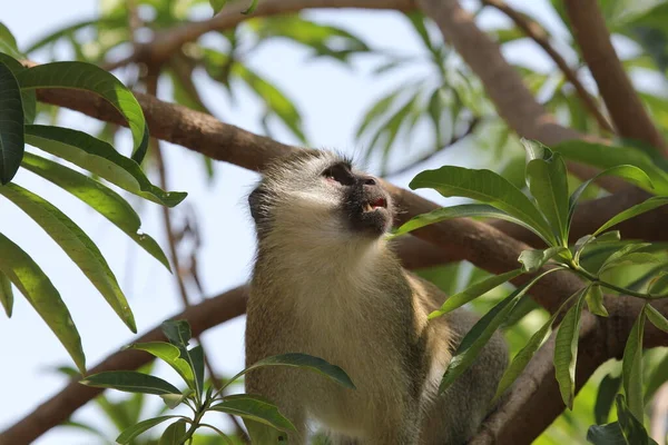 Macaco Árvore — Fotografia de Stock