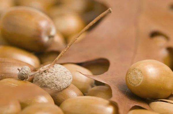 Vista Detallada Muchas Bellotas Con Hojas Roble Tiradas Suelo — Foto de Stock