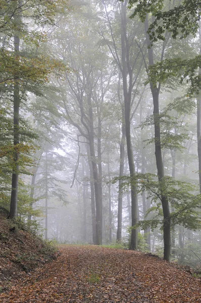 Forest Trail Autumn — Stock Photo, Image